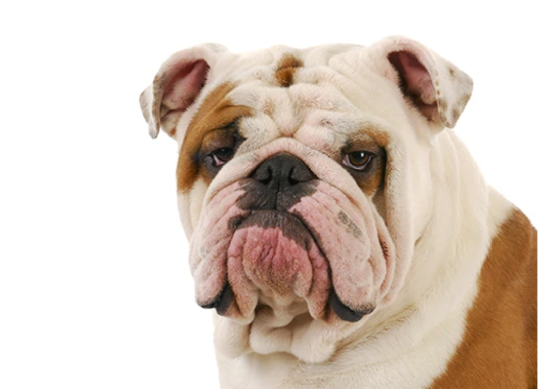 Вот это брыли! Взято из интернета