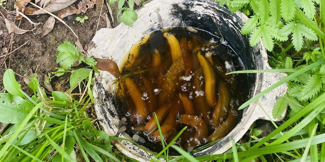 Народные способы борьбы с испанскими слизнями: опыт читателей и агрономов