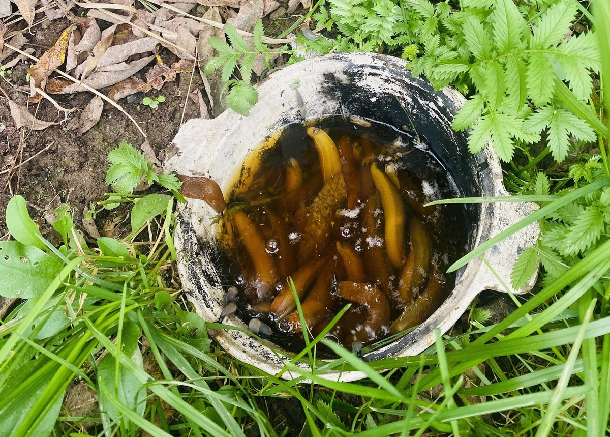 фото Ольги Ермаковой "слизни в пиве"