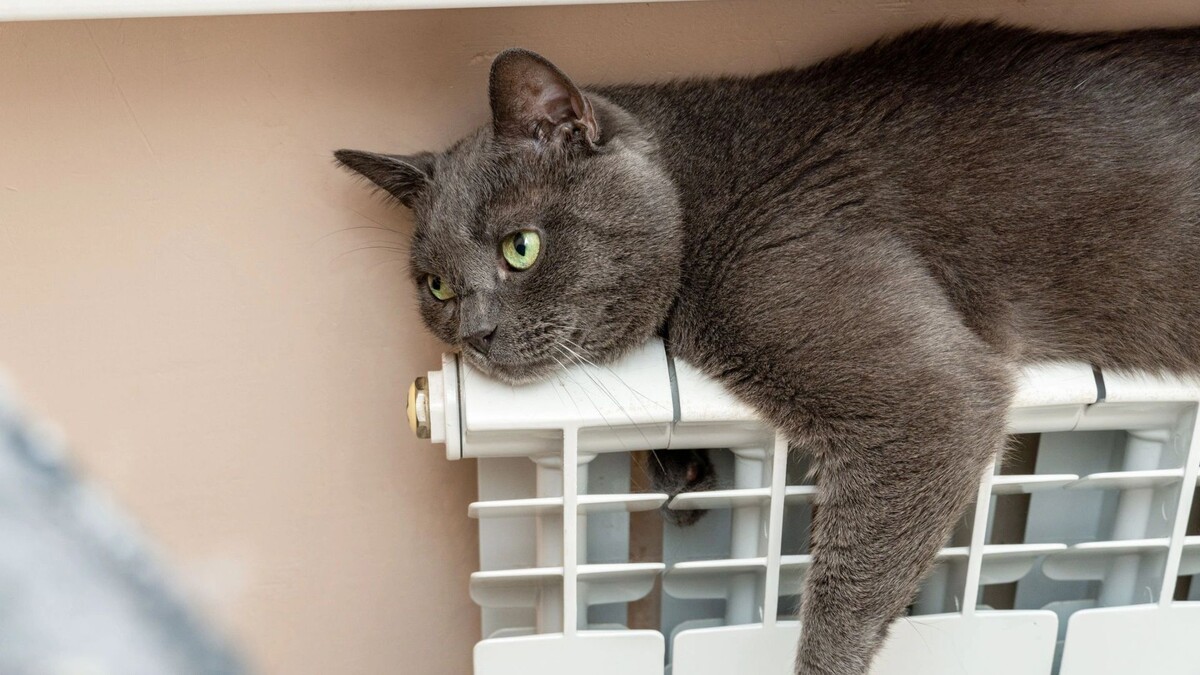    Фото: Vitalis83/Shutterstock/Fotodom