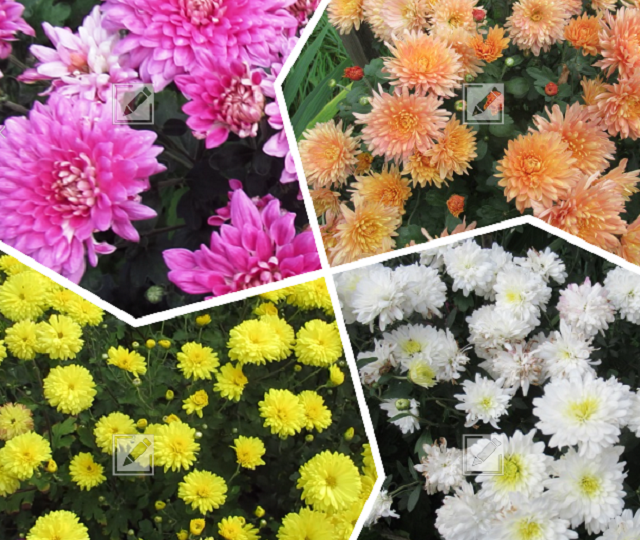 Хризантемы в сентябре: уход, подкормка и нюансы посадки для хорошей зимовки