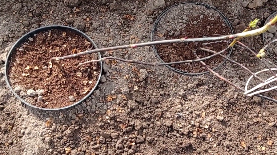 Типичный результат неправильного укрытия - мертвые побеги вместо цветущих кустов