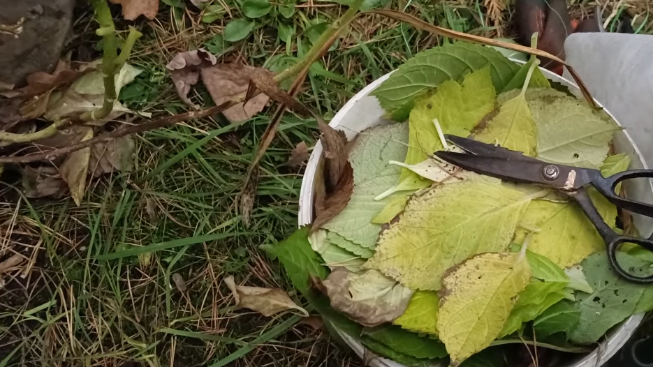 Листья удаляю постепенно