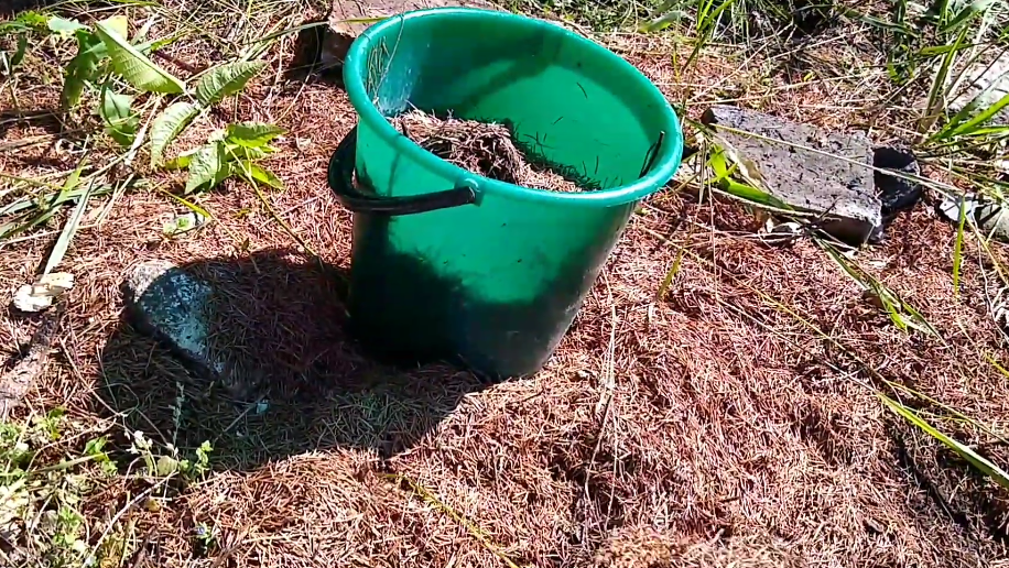 Мульчирую крупнолистную гортензию хвойным опадом. Вместо голых веток получил 12 пышных шапок