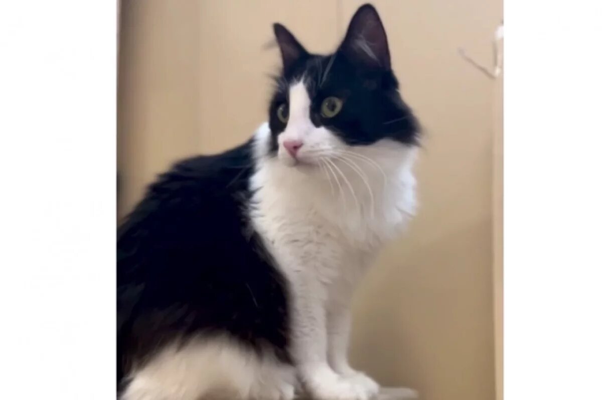    В тверской котодом заселился бывший воришка и стал Пианистом