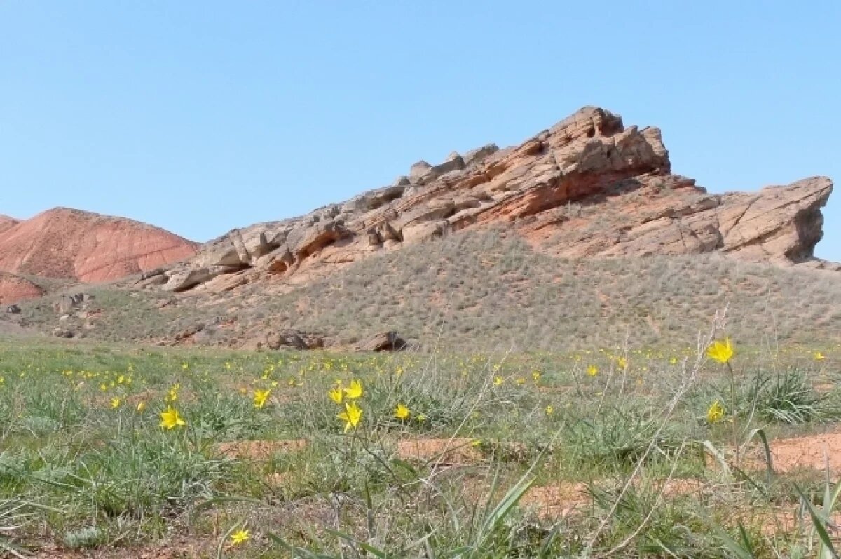    Под Астраханью найден реликтовый хвойник, переживший Хвалынское море