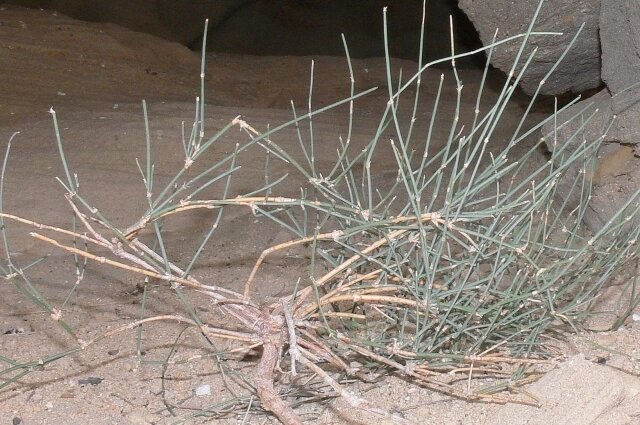    Фото: Социальные сети/ Доктор биологических наук Алексей Лактионов