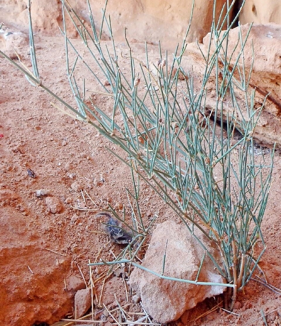    Фото: Социальные сети/ Доктор биологических наук Алексей Лактионов