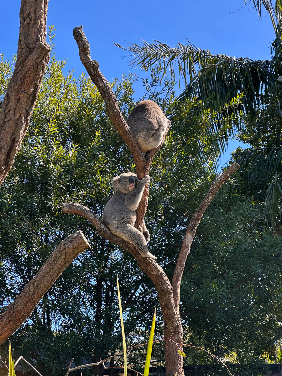 Вот в таких позах коалы проводят около 22 часов в сутки😱