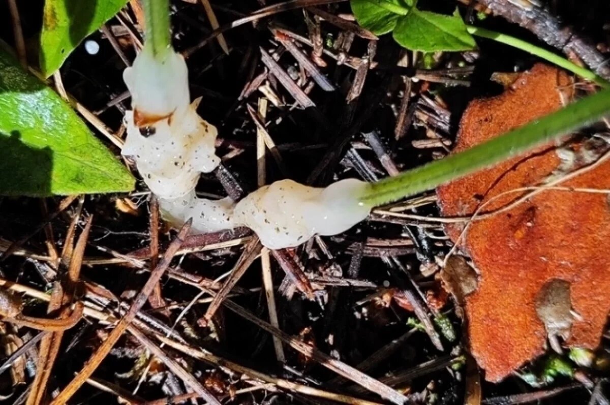    Ученые открыли «желейный» гриб в окрестностях Томска