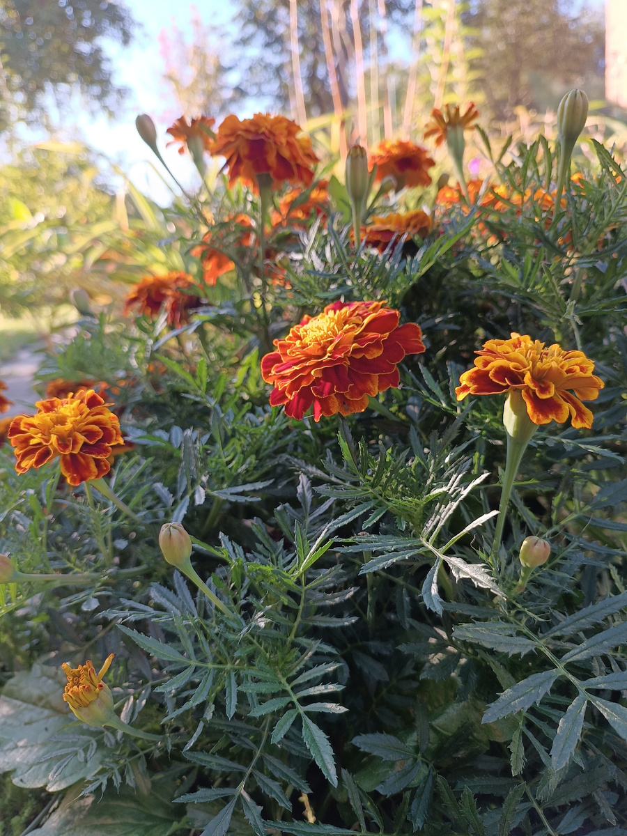 Мой сад, сентябрь, 13, утро!