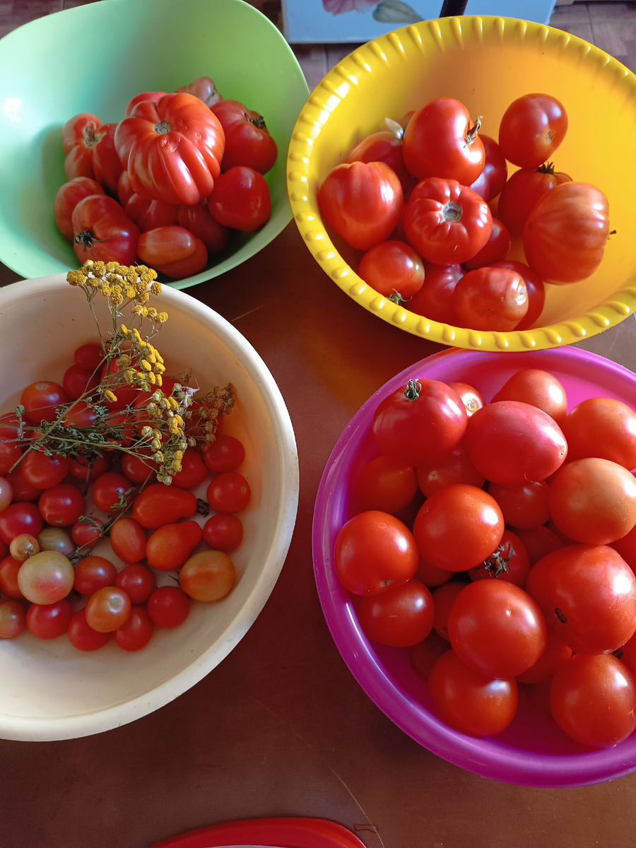 Мой сад, урожай помидор. 