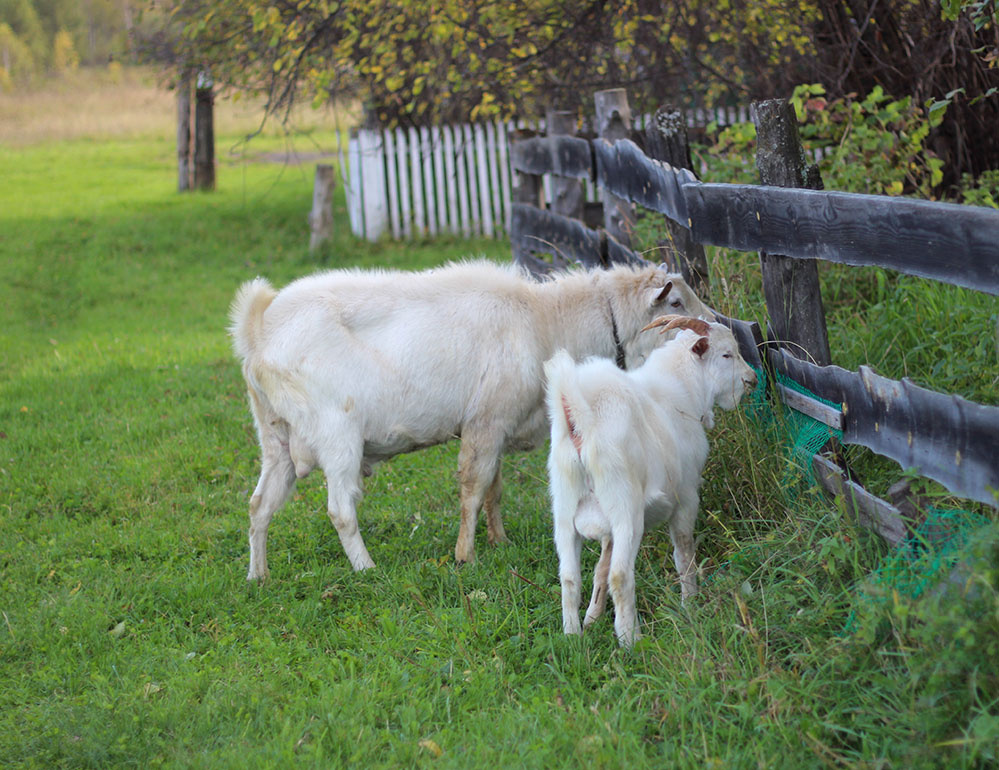 крошка сын к отцу пришел - папа я кусты нашел!