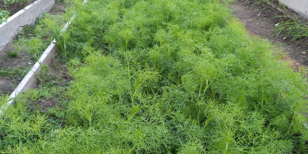 Засеваю грядки пока соседи убирают огород. Укроп взошел уже в апреле густым ковром