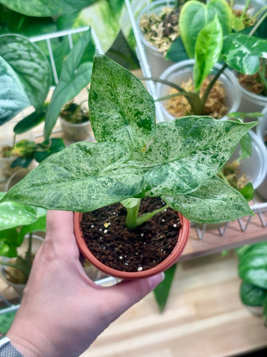 Моя вариегатная загадка. Только приехала — уже вызывает вопросы