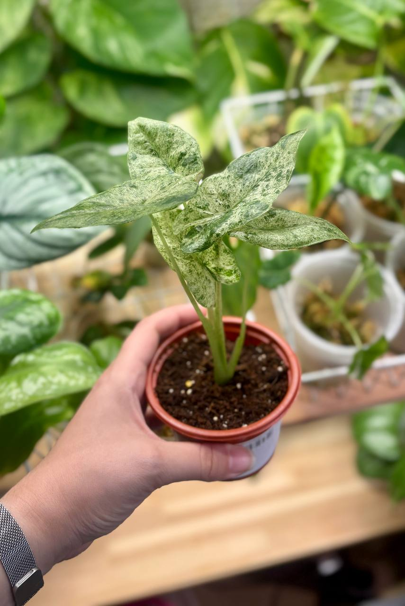 Компактная, но с характером. И я уже влюблена