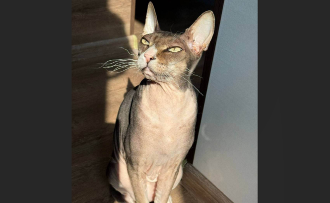    © t.me/mchs_official