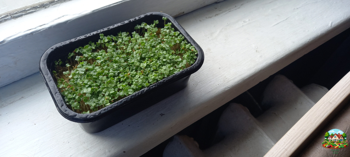 С этого лоточка начался мой увлекательный путь в мире огородничества.