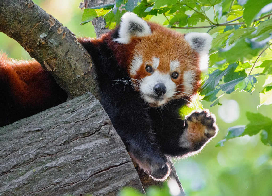 Не родственник большой панде. Несмотря на название, она относится к отдельному семейству Ailuridae и является единственным его современным представителем.