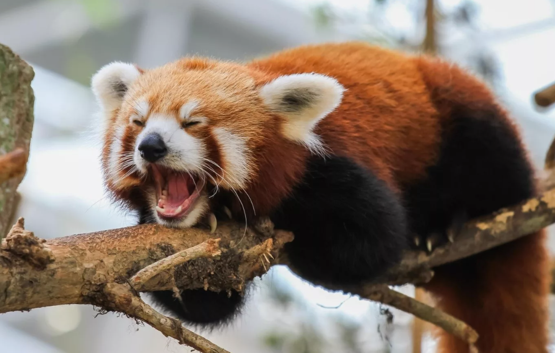 Живой ископаемое. Её предки существовали миллионы лет назад и были широко распространены, но до наших дней дожил только этот вид.