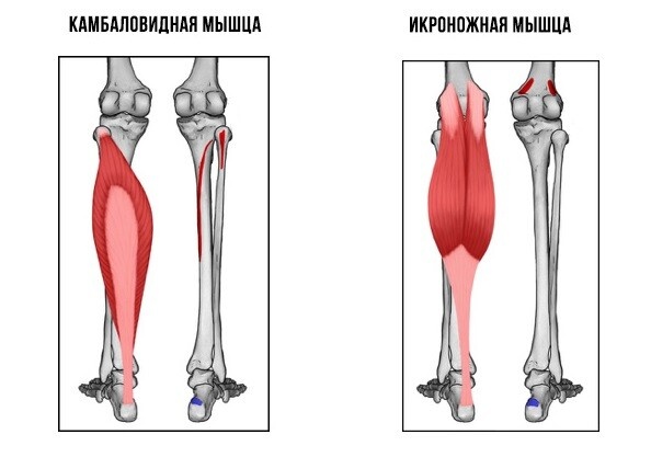 Трехглавая мышца голени состоит из икроножной и камбаловидной мышц. 