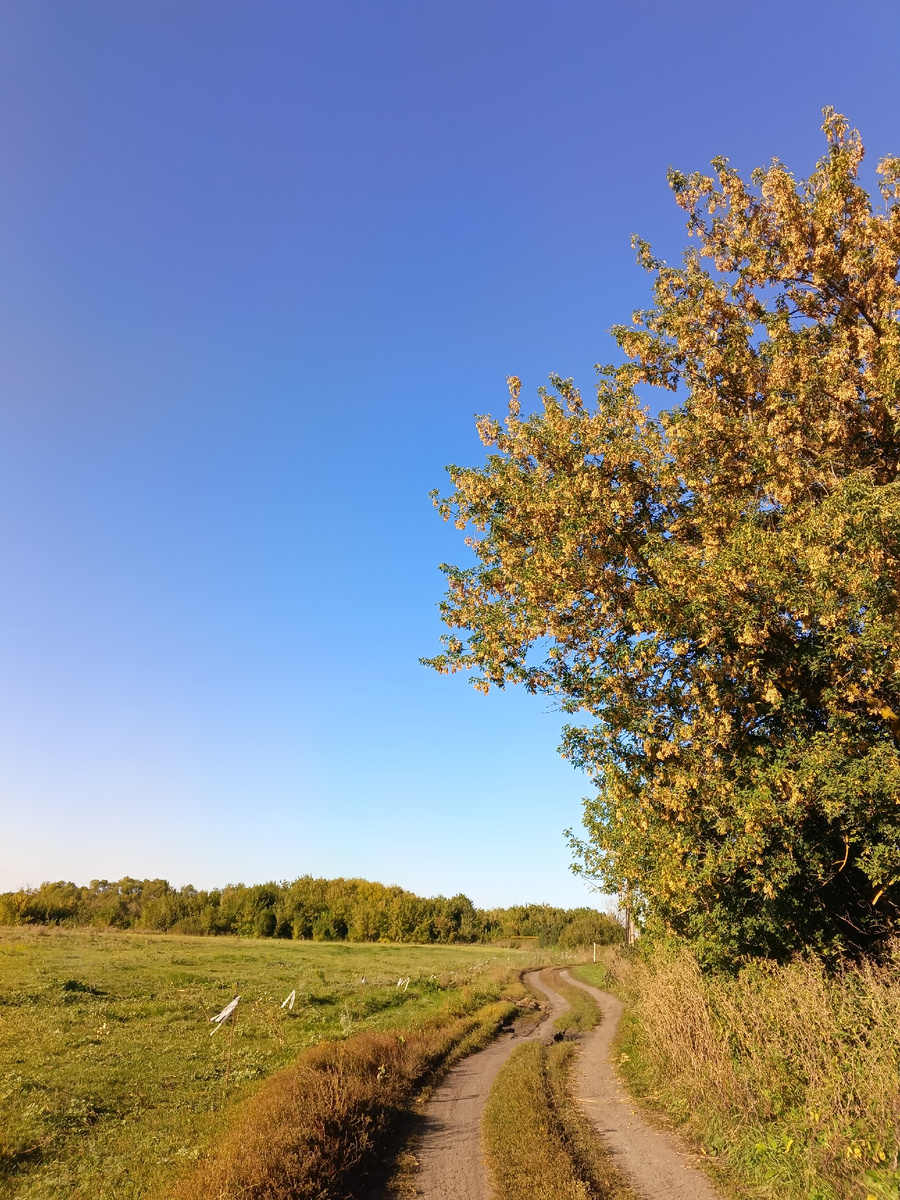 По деревьям уже видно, что наступила осень