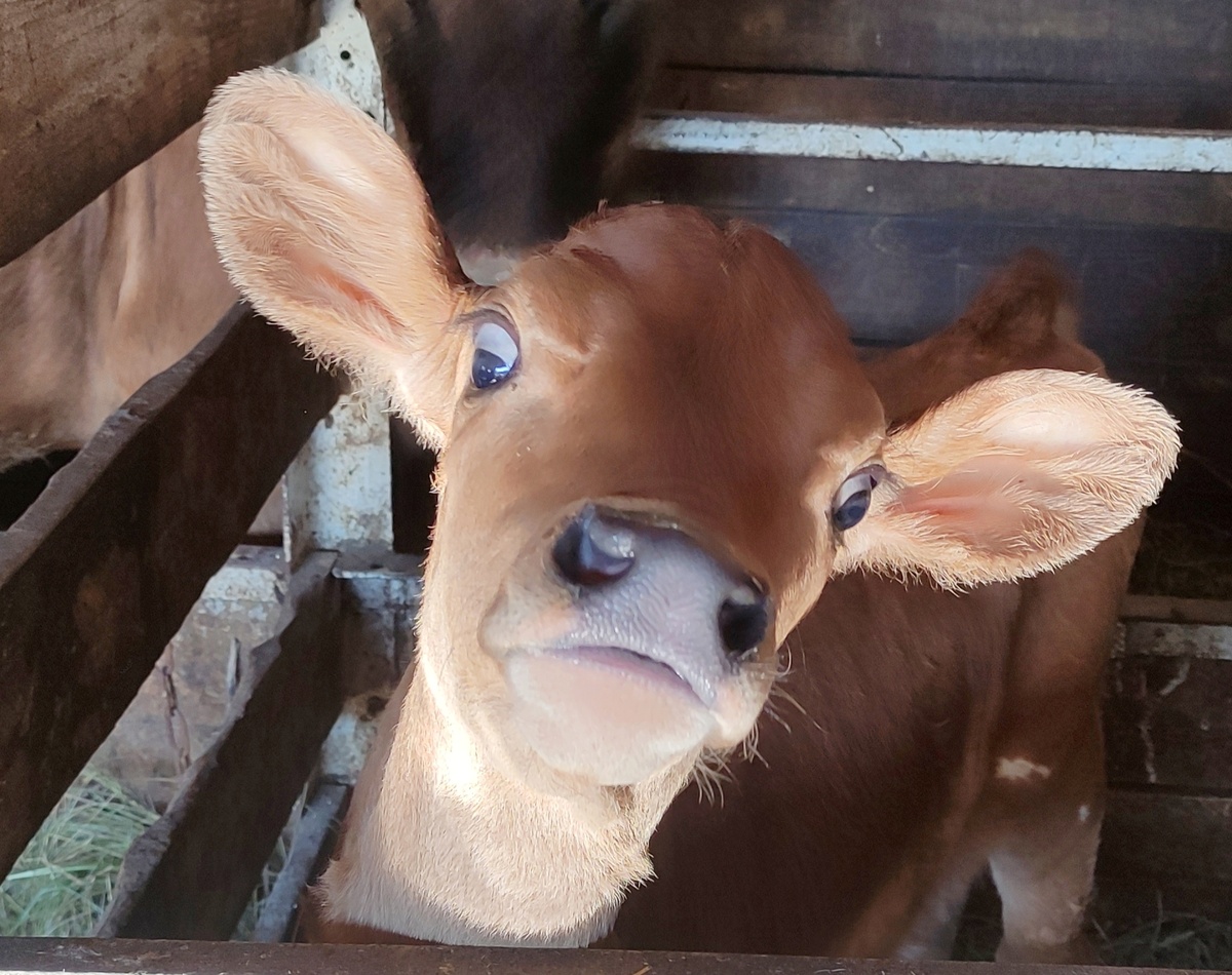 Самая мелкая)