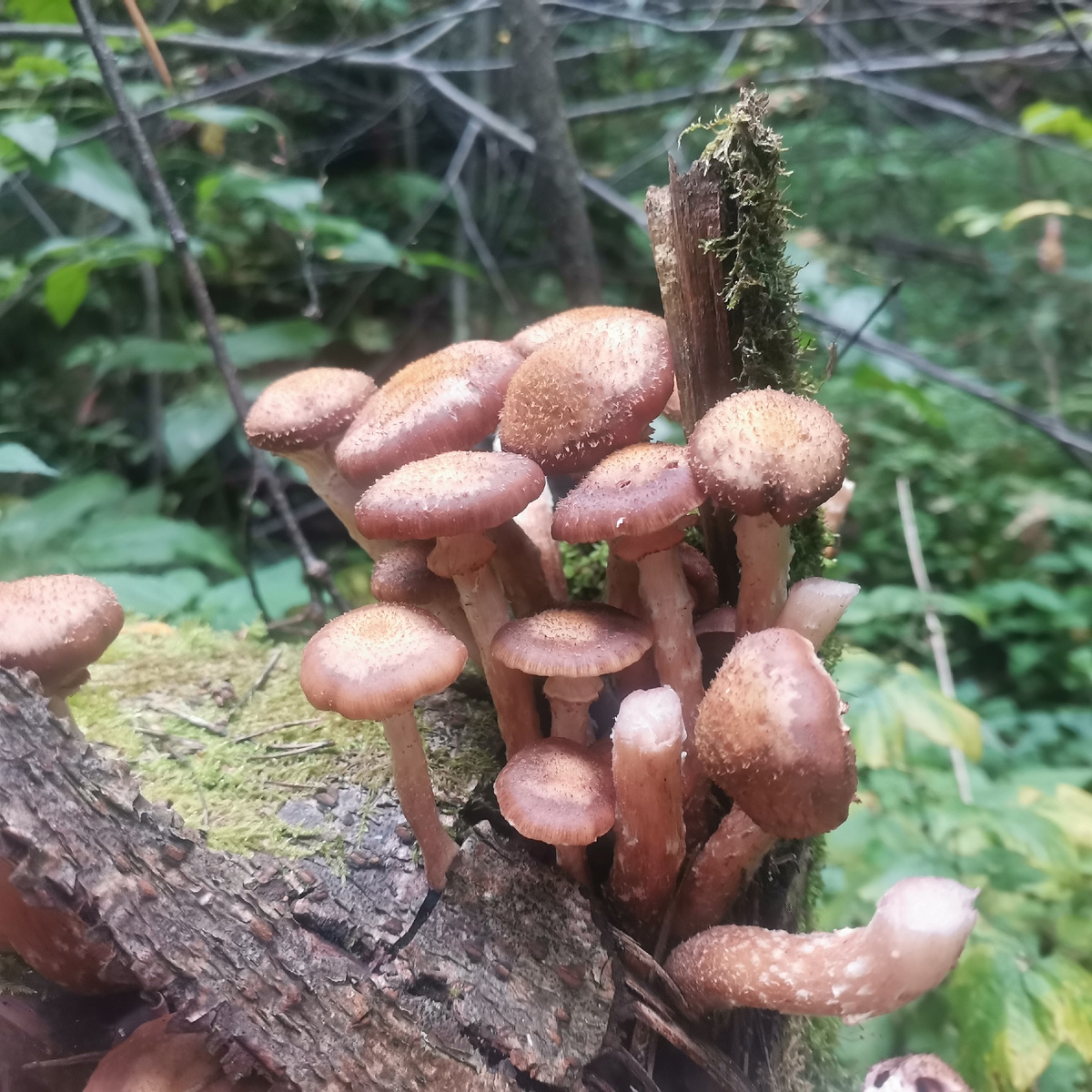 Опёнок (множ. число опёнки и опя́та) — народное или несистематическое название группы грибов, относящихся к разным родам и семействам. Название происходит от характерного местообитания этих грибов: большинство их растёт на живой и отмершей древесине, на пнях, ср. пол. opieńka, словац. podpňovka. Опёнок луговой обитает совсем в других условиях, но плодовые тела его внешне схожи с опятами.(Википедия)