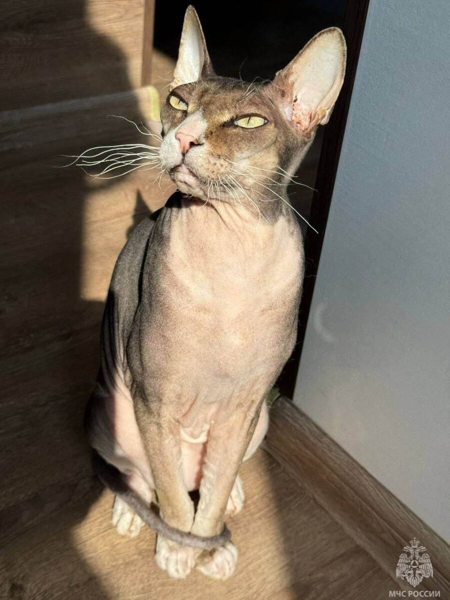 t.me/ МЧС России