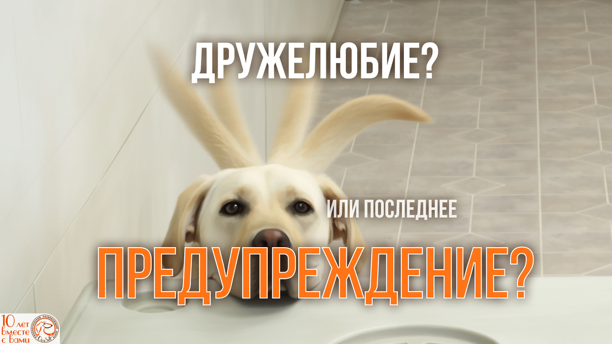 Тот самый момент, когда хвост виляет с такой силой, что создаёт оптическую иллюзию | Счастливый лабрадор виляет хвостом с такой скоростью, что кажется, будто у него уши зайца | Изображение: DogSelf