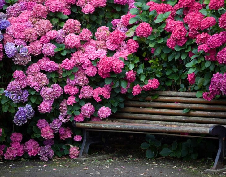      Буйное цветение гортензии