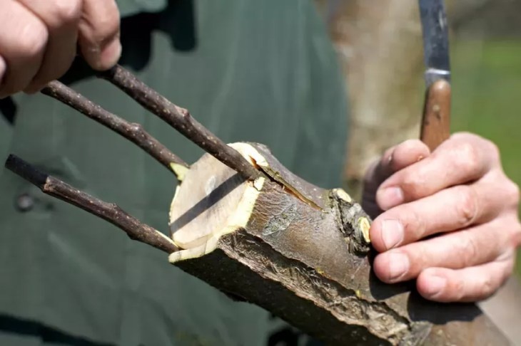      Прививка яблони осенью своими руками