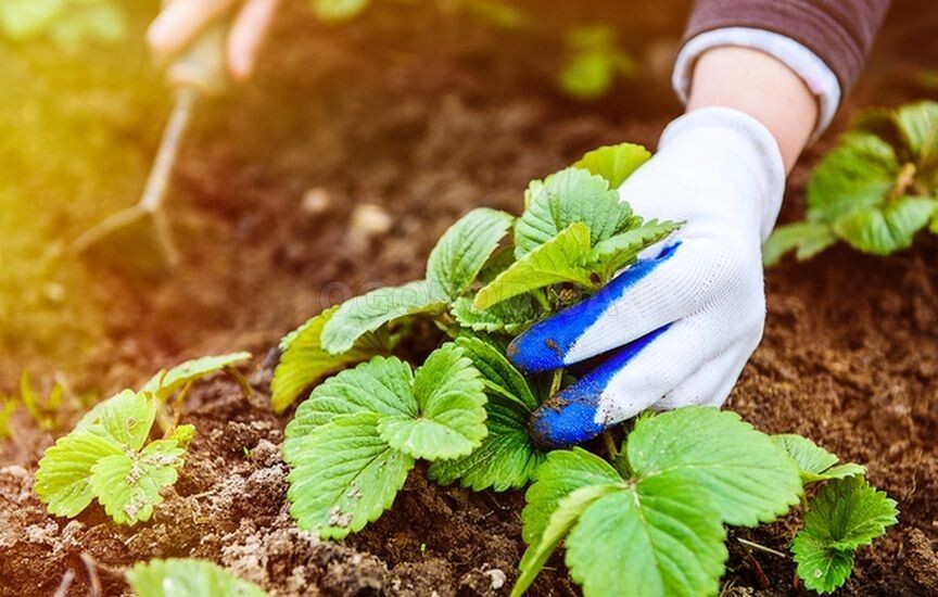    Как правильно ухаживать за клубникой, чтобы получить хороший урожай