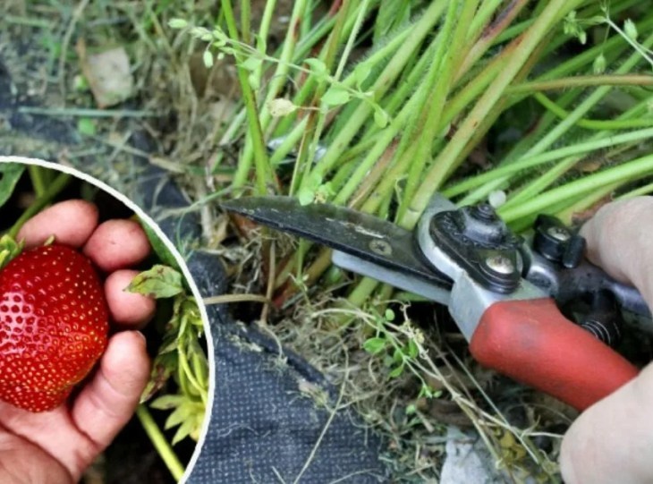      Для лучшего урожая у клубники нужно обрезать листья