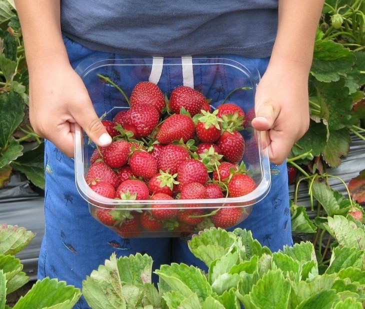      Для сбора годятся только зрелые и сочные ягоды