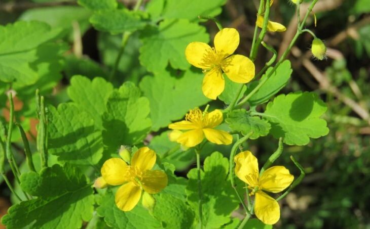      Так выглядит чистотел