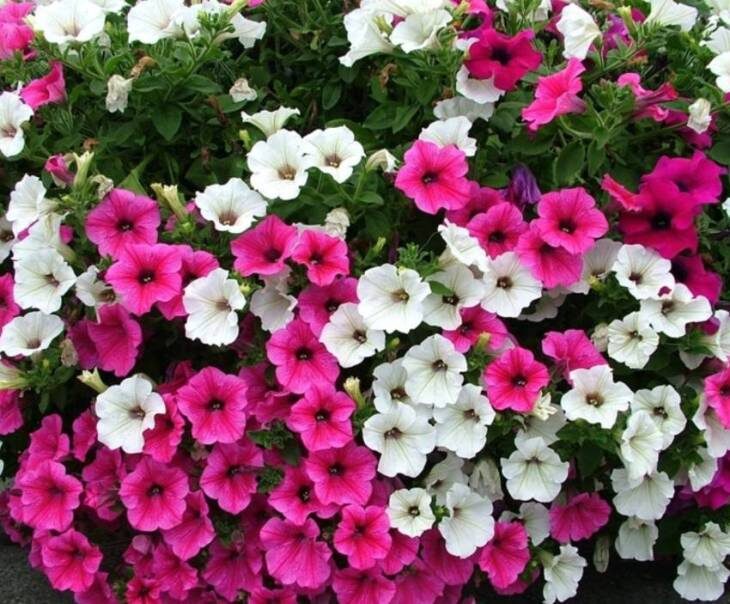      Так выглядят цветы петунии