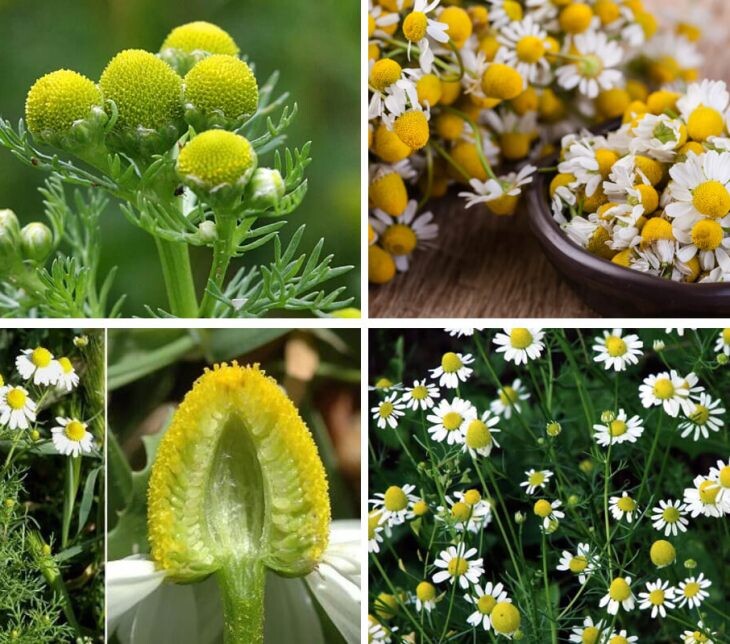      Внешний вид ромашки аптечной