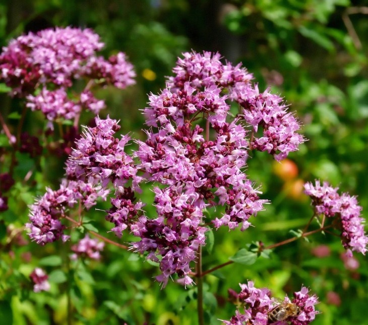      Цветение душицы