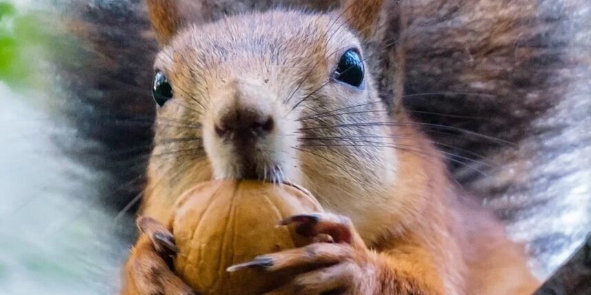    Алена Бобрович