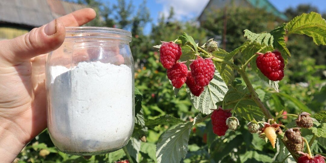 Осенняя подкормка малины: проверенные мною удобрения, работающие на любых грунтах