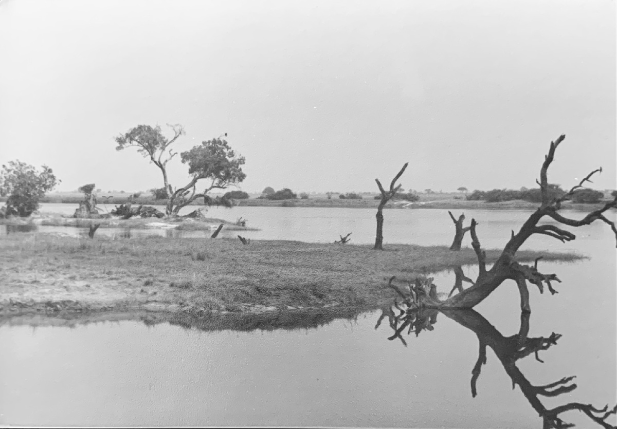 Папин снимок саванны
