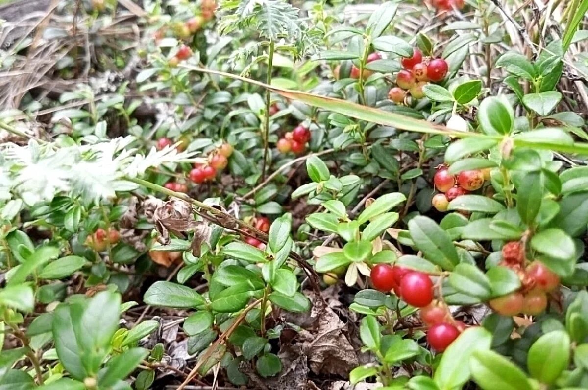    В Ленобласти наступил брусничный ягодный сезон