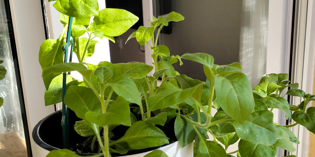 Сезон посадки и урожая.