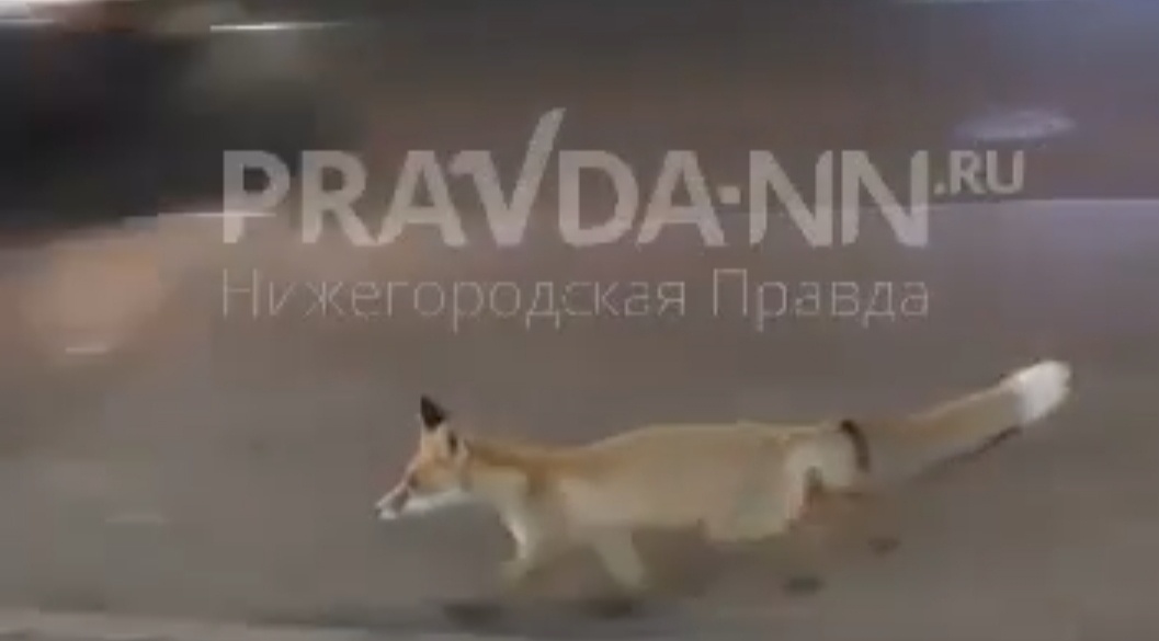    Откуда появилась лиса в центре города - никто не знает