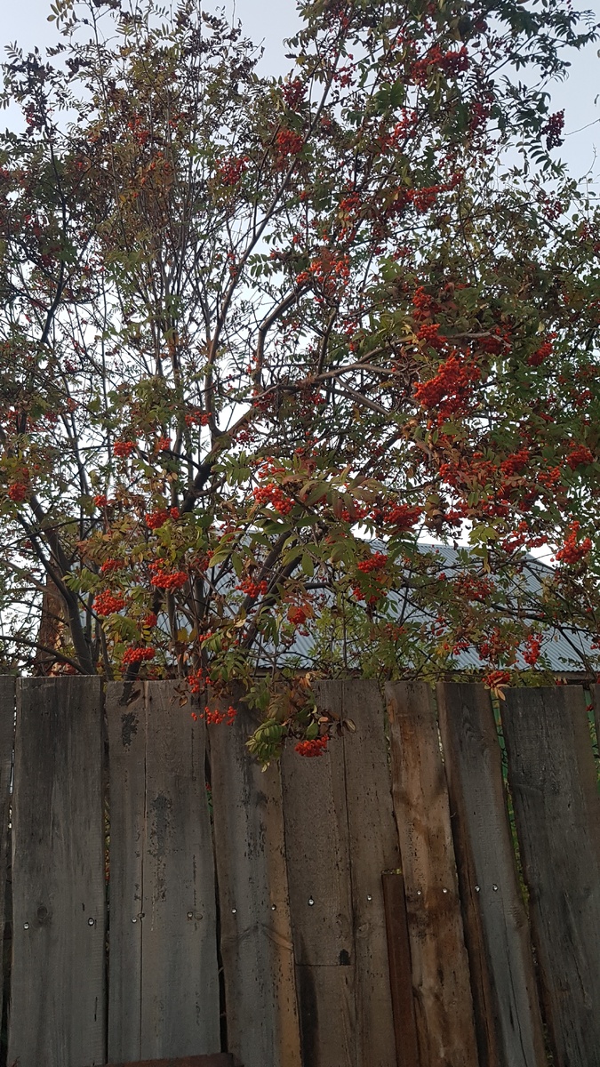 Соседская рябина