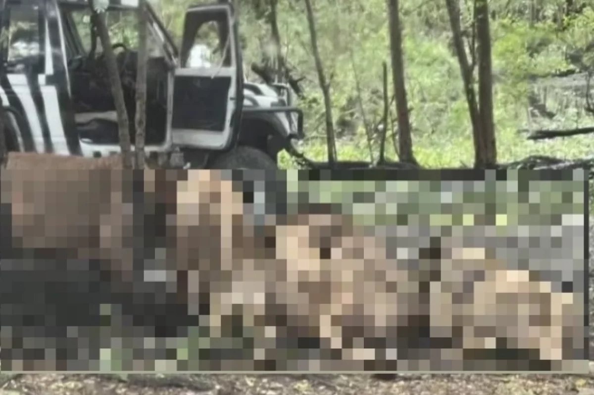 Источник https://avatars.dzeninfra.ru/get-zen_doc/271828/pub_68c2a5579b73ff4319801468_68c2a5579b73ff4319801469/scale_1200