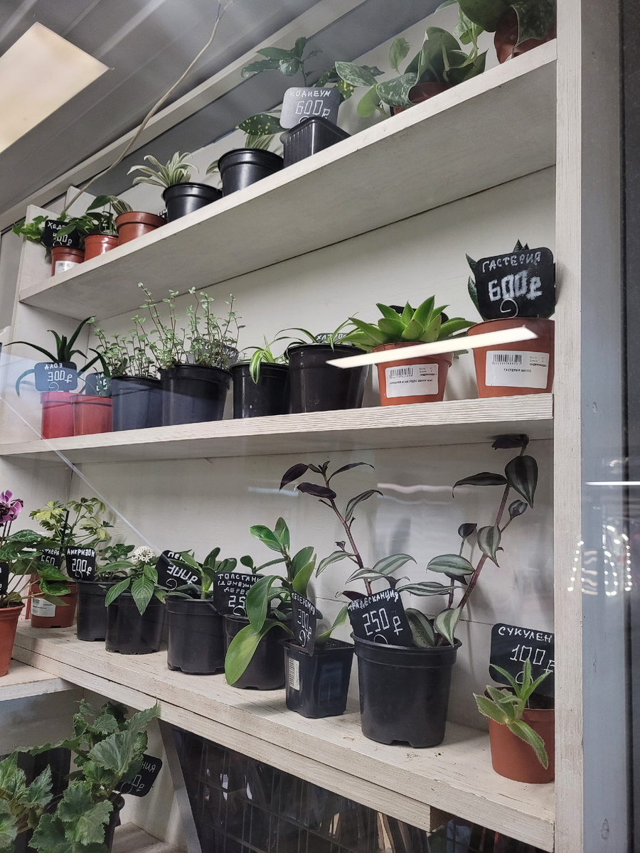 Традесканция