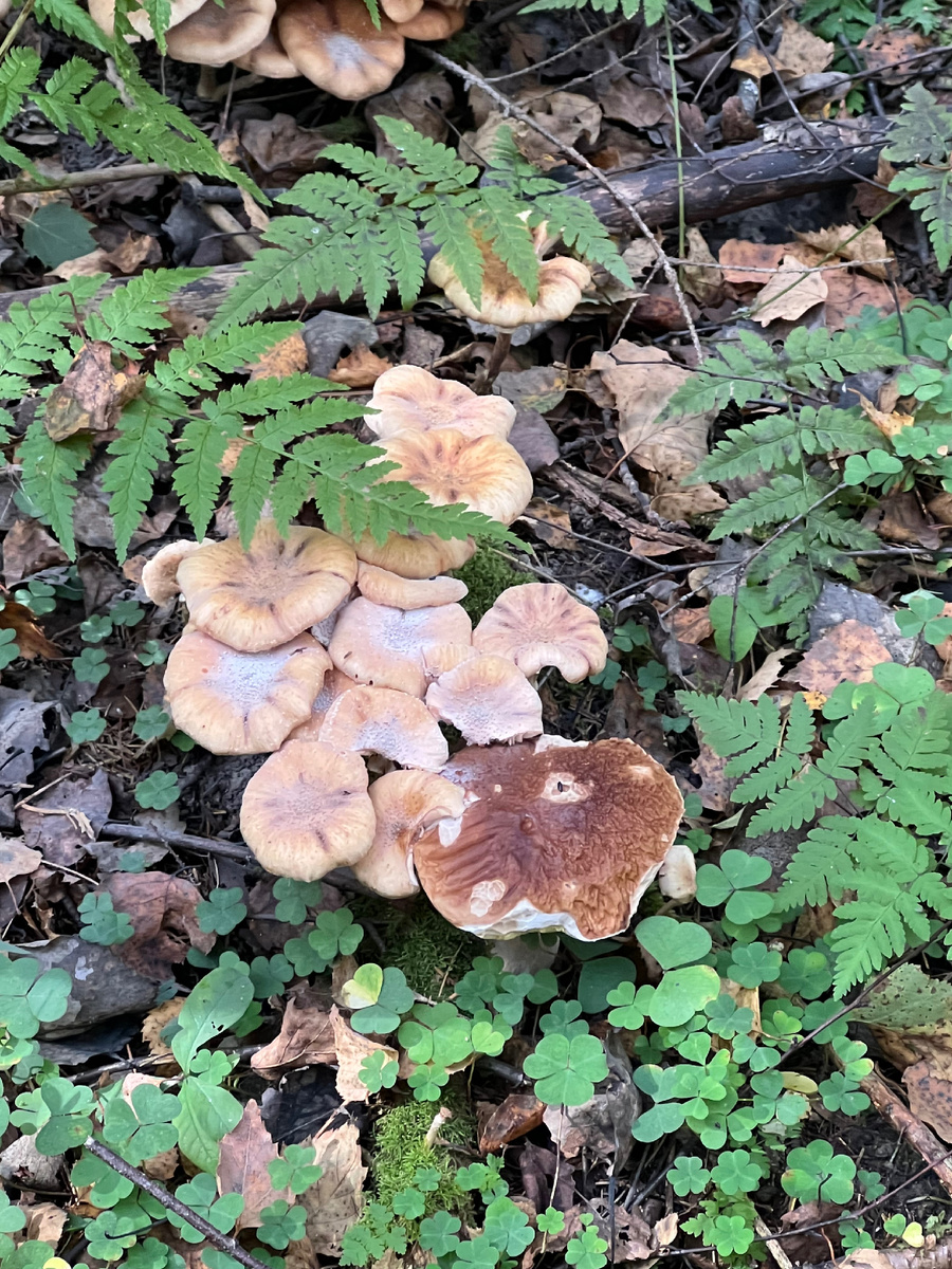 Опята дружат с белым