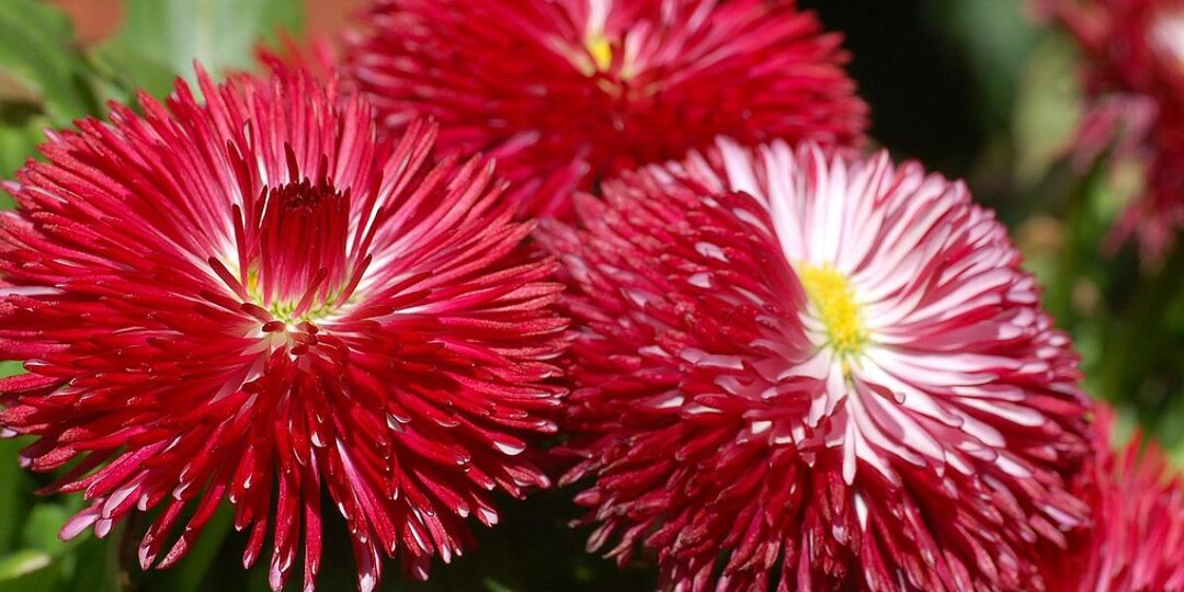 Одно неверное движение с семенами осенью — и весной клумба пустует, а не цветёт